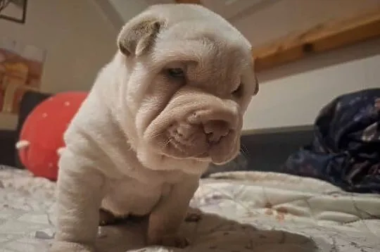 Shar pei