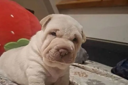 Shar pei, Zachodniopomorskie, Ustronie Morskie