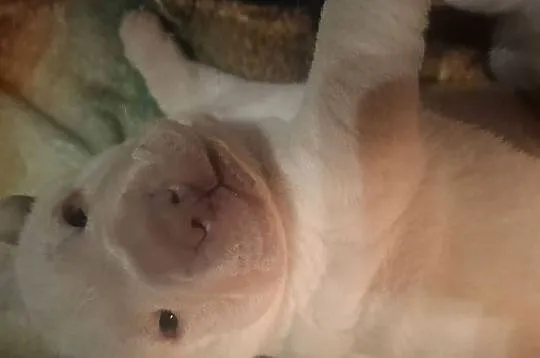 Shar pei, Zachodniopomorskie, Ustronie Morskie