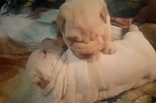 Shar pei, Zachodniopomorskie, Ustronie Morskie