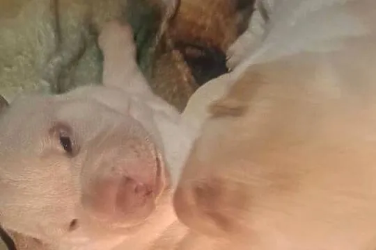 Shar pei, Zachodniopomorskie, Ustronie Morskie