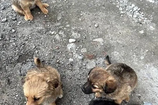 Obroża dla piesków, Śląskie, Golasowice