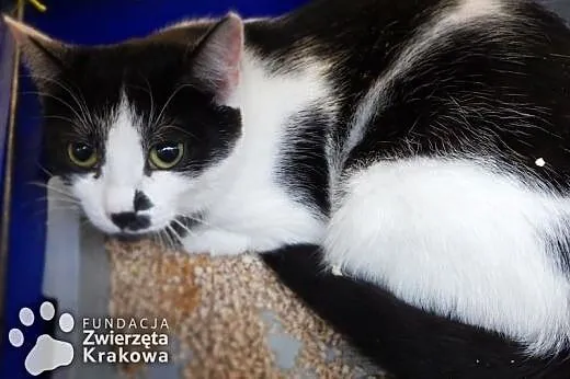 Ada czy taki wąsik mieć wypada?,  małopolskie Krak