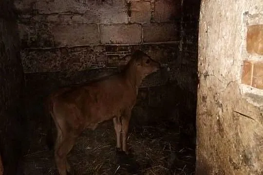 Cieliśa Jersey, Podkarpackie, Różanka