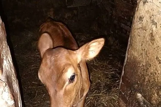 Cieliśa Jersey, Podkarpackie, Różanka