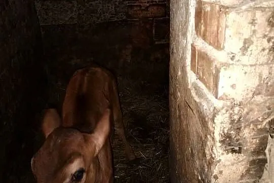 Cieliśa Jersey, Podkarpackie, Różanka