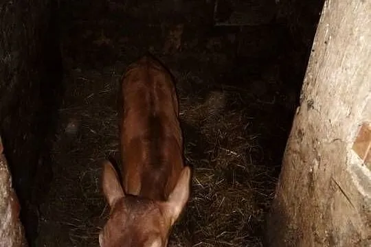 Cieliśa Jersey, Podkarpackie, Różanka
