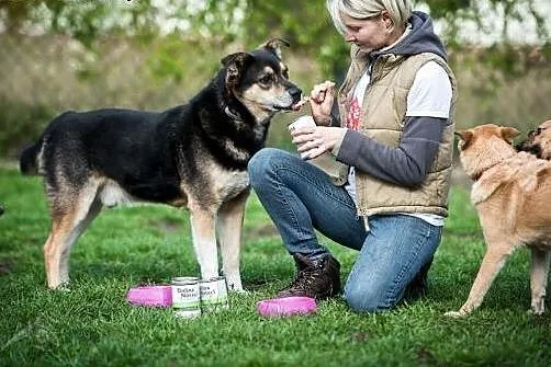 Niby zwykły pies, a ideał :) BERCIK szuka domu!,  