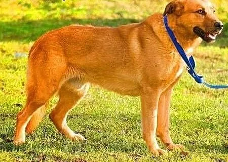 MISIO - piękny, 3 letni duży psiak do adopcji, ma