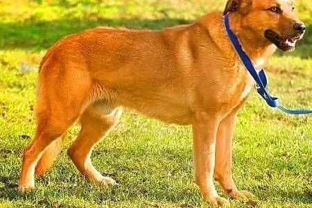 MISIO - piękny, 3 letni duży psiak do adopcji,  ma