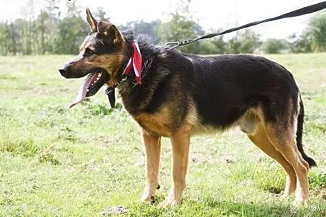 Fred - Mądry i kochany więc przyłóż Go do rany,  mazowieckie Warszawa