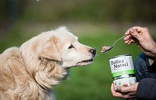 BUDYŃ słodki psiak miziak, że tylko go rozpieszcza