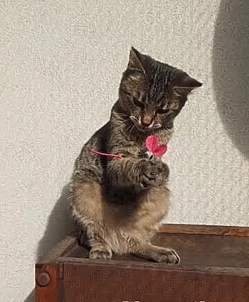 Krupcia czeka na dom