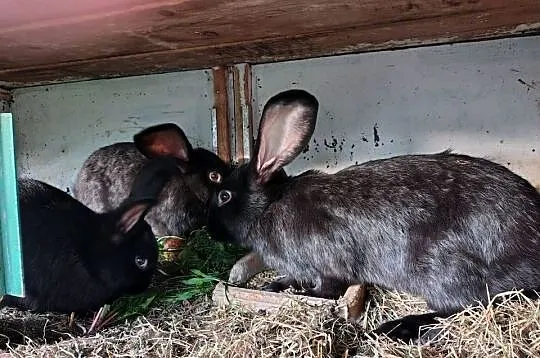 króliki samce i samiczki 4 miesięczne