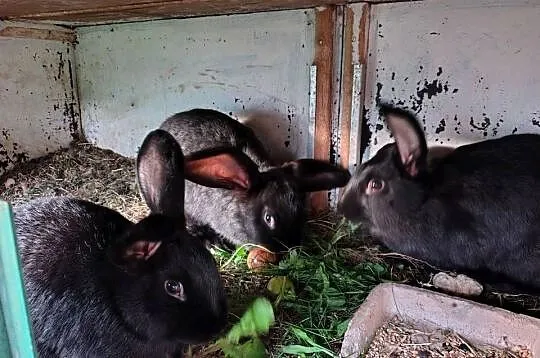 króliki samce i samiczki 4 miesięczne, Łódzkie, Gorzkowice