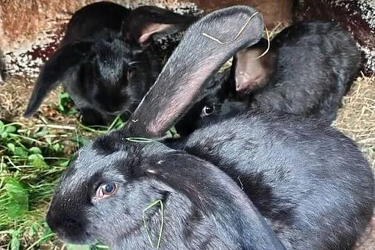 króliki samce i samiczki 4 miesięczne, Łódzkie, Gorzkowice