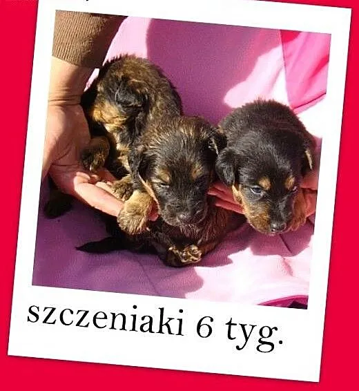 6 tyg.szczeniaki,piesek,suczka średnie docelowo.AD