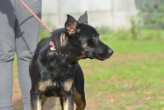 TORCIK młody psiak szukający kontaktu z człowiekiem marzy o domku gdzie zazna szczęścia i miłości ,  mazowieckie Warszawa, Mazowieckie, Warszawa