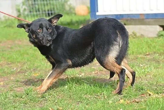 TORCIK młody psiak szukający kontaktu z człowiekiem marzy o domku gdzie zazna szczęścia i miłości ,  mazowieckie Warszawa, Mazowieckie, Warszawa