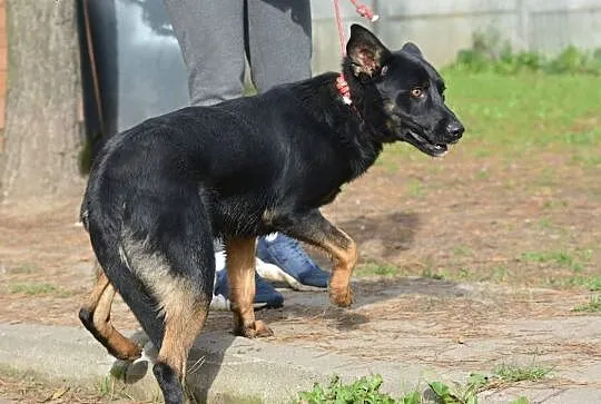 TORCIK młody psiak szukający kontaktu z człowiekiem marzy o domku gdzie zazna szczęścia i miłości ,  mazowieckie Warszawa, Mazowieckie, Warszawa