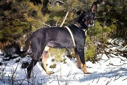 DOBCIA,pinczer mix,16kg,średnia,młoda,łagodna,ster, Wrocław