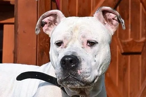 Luna 5letnia amstaffka szuka domu,  Amstaff cała P