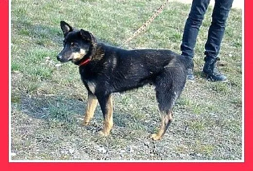 10kg,12 mies.mały,łagodny,tulaśny,przyjazny,towarz