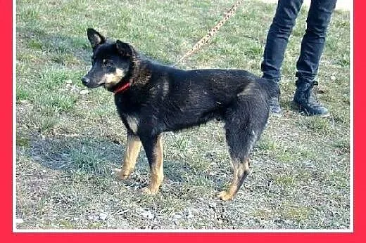 10kg,12 mies.mały,łagodny,tulaśny,przyjazny,towarz