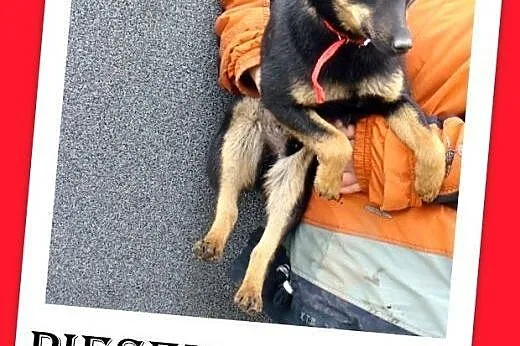 10kg,12 mies.mały,łagodny,tulaśny,przyjazny,towarz