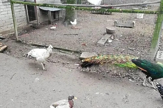 Kaczuszki ozdobne