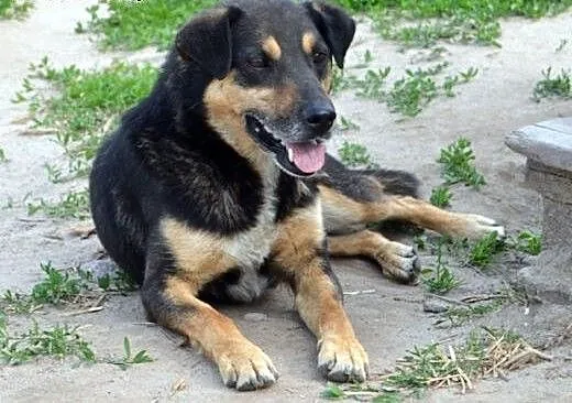 NIE KUPUJ-ADOPTUJ!!!, mazowieckie Warszawa