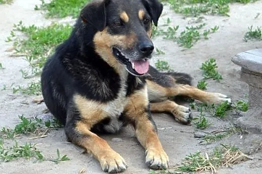 NIE KUPUJ-ADOPTUJ!!!, mazowieckie Warszawa