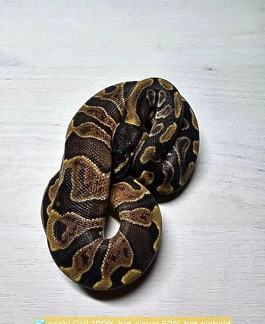 Wąż pyton królewski, python regius samiec, Dolnośląskie, Wrocław