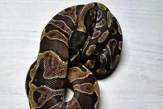 Wąż pyton królewski, python regius samiec, Dolnośląskie, Wrocław
