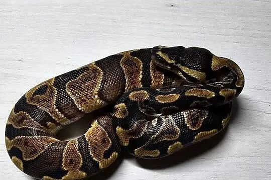 Wąż pyton królewski, python regius samiec, Dolnośląskie, Wrocław