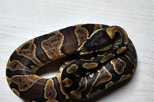 Wąż pyton królewski, python regius samiec, Dolnośląskie, Wrocław