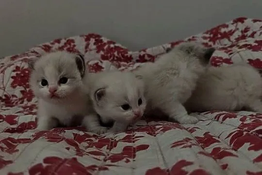Cudowne kociaki Ragdoll po Championie, FPL, rodowód, hodowla od 12 lat, Lubelskie, Lublin