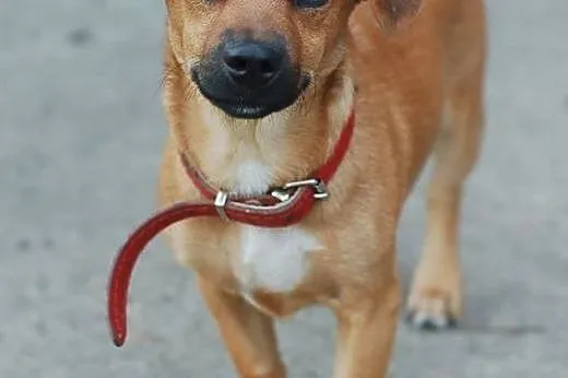 Sezam mini psiak 3kg do adopcji ,  łódzkie Skierniewice