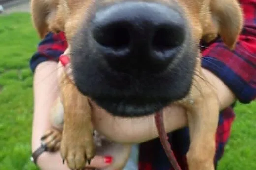 Sezam mini psiak 3kg do adopcji ,  łódzkie Skierni