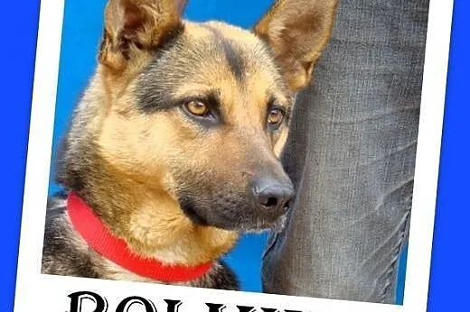 Mniejszy od owczarka,przyjazny,łagodny pies BOLMIN