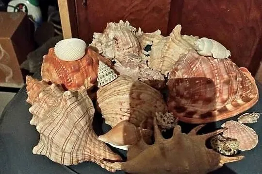 Muszle morskie do akwarium., Śląskie, Częstochowa