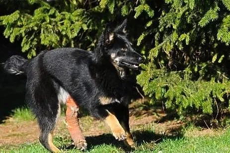 Urocza, młodziutka Honda poleca się do adopcji,  mazowieckie Warszawa