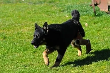 Urocza, młodziutka Honda poleca się do adopcji,  m