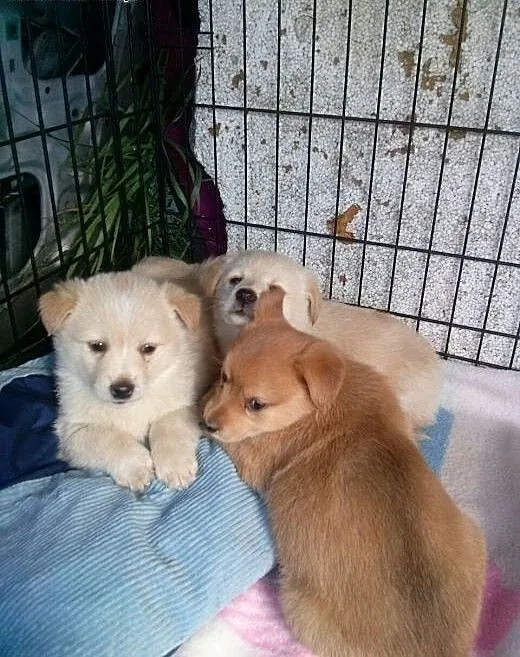 Oddam szczeniaki typu labradora w dobre i kochając
