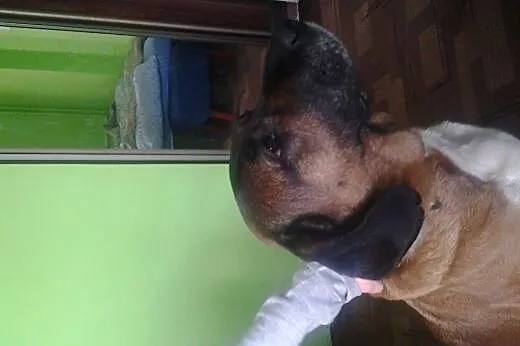Kora w typie posokowca szuka dobrego domu,  mazowi
