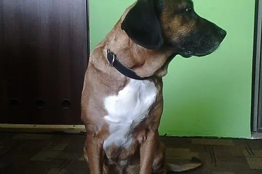 Kora w typie posokowca szuka dobrego domu,  mazowi