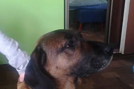 Kora w typie posokowca szuka dobrego domu,  mazowi