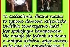 Kora w typie posokowca szuka dobrego domu,  mazowi
