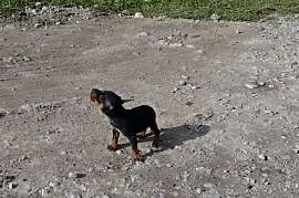 Pinczer piesek 6 tygodni duży czarny podpalany