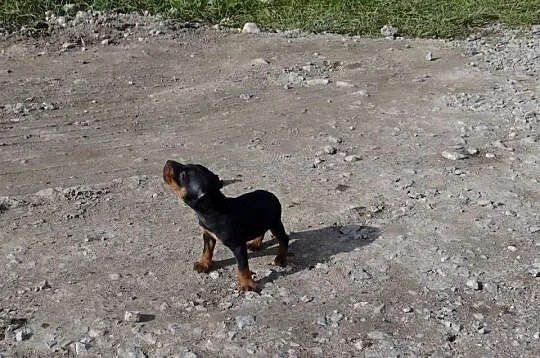 Pinczer piesek 6 tygodni duży czarny podpalany
